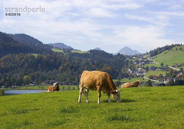 Weide  Kühe  Thiersee  Vorderthiersee  Tirol  Österreich