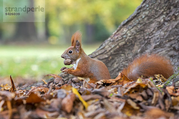 Eichhörnchen (Sciurus vulgaris)  Nahrungssuche  Walnuss  Wintervorrat  Herbst  Sachsen  Deutschland