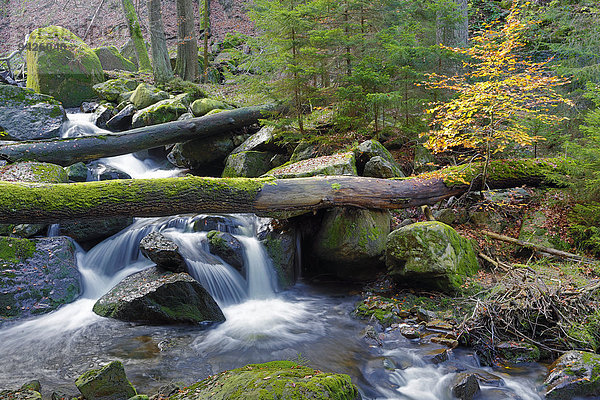 Gebirgsbach Ilse  Herbst  Ilsetal  Nationalpark Harz  Sachsen-Anhalt  Deutschland