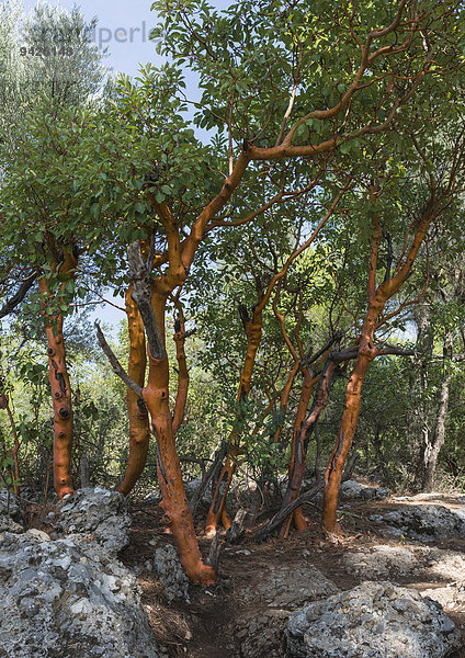 Östlicher Erdbeerbaum (Arbutus andrachne)  Köprülü-Kanyon-Nationalpark  Taurusgebirge  Gaziler  Provinz Antalya  Türkei