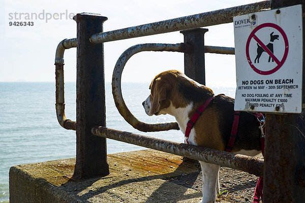 Hundeverbot am Strand  dreifarbiger oder tricolor Beagle-Rüde neben Verbotsschild  St Margarets Bay  bei Dover  Kent  England  United Kingdom