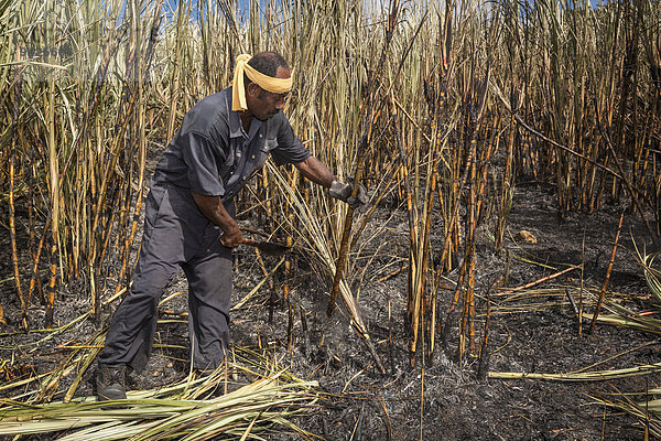 Arbeiter bei der Zuckerrohrernte von Hand  Sigatoka  Viti Levu  Fidschi