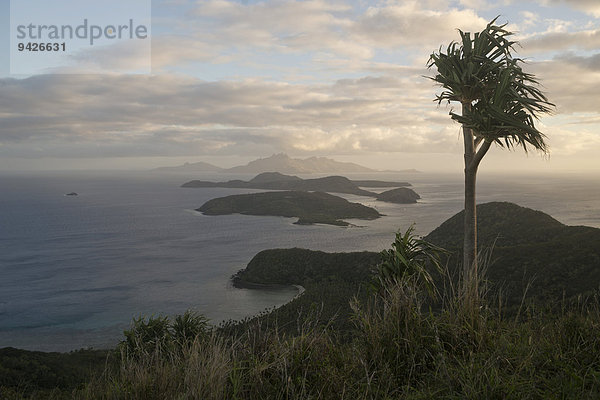 Pandanus Baum hoch über Südpazifik  Naviti  Yasawa Inseln  Fidschi