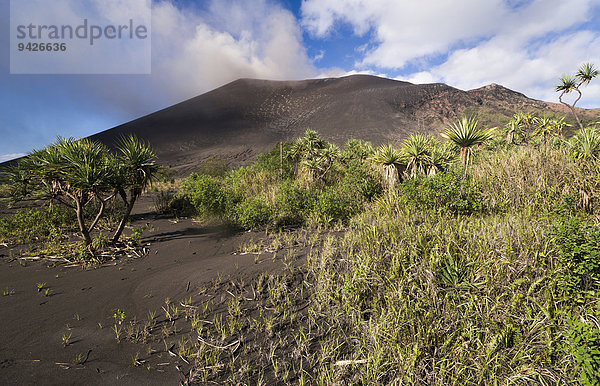 Schraubenbäume (Pandanus sp.) in Sandebene Ash Plain  vor Mount Yasur Vulkan  Insel Tanna  Vanuatu