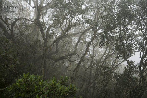 Nebelwald  Regenwald im Nebel  Talkessel Cilaos  Cirque de Cilaos  La Reunion