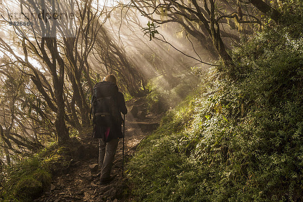 Junge Frau beim Aufstieg durch Nebelwald zum Piton des Neiges  Talkessel Cilaos  Cirque de Cilaos  La Reunion