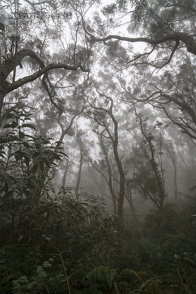 Nebelwald  Regenwald im Nebel  La Reunion