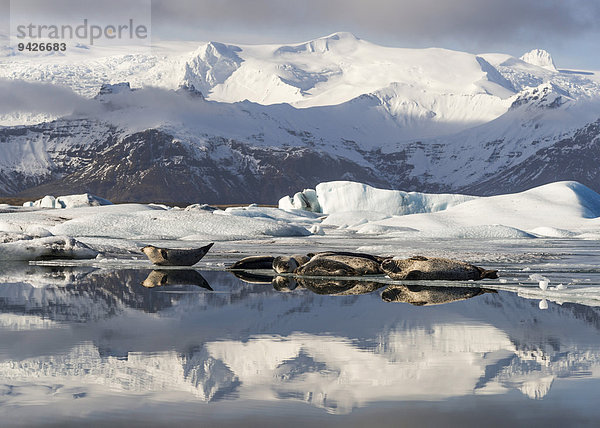 Seerobben sonnen sich vor verschneiten Bergen  Gletscherlagune Jökulsarlon  Südküste Island