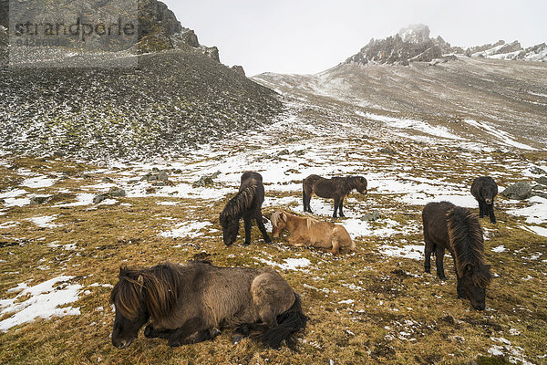 Islandponys harren aus im Winter vor verschneiten Bergen  Vestrahorn  Stokksnes  Höfn  Island