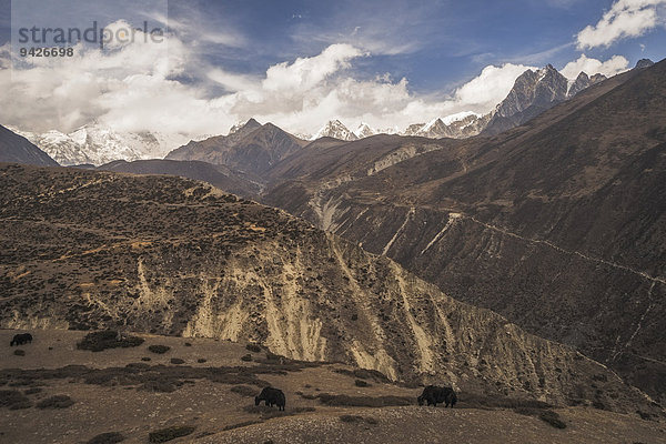 Yaks grasen vor Bergpanorama  Gokyo-Tal  Khumbu  Solukhumbu  Mount Everest Region  Nepal