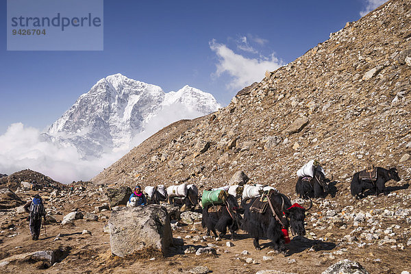 Beladene Yaks auf dem Weg zum Everest Base Camp  Khumbu  Solukhumbu  Mount Everest Region  Nepal