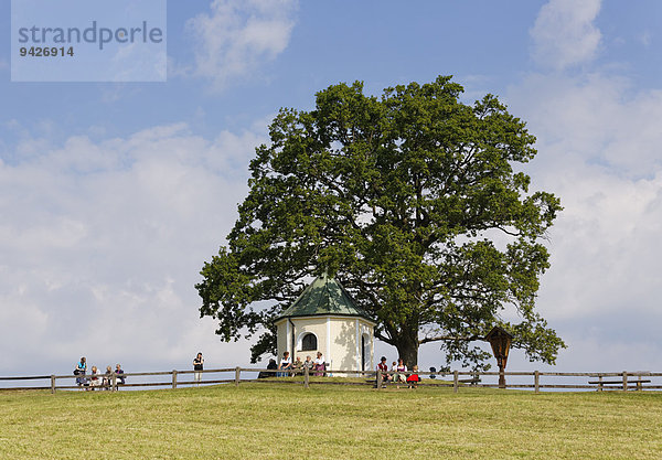 Aussichtskapelle mit Luitpoldeiche  bei Törwang  Samerberg  Chiemgau  Oberbayern  Bayern  Deutschland