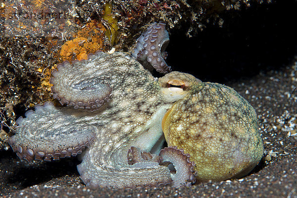 Junger Gewöhnlicher Krake (Octopus vulgaris)  Azoren  Portugal