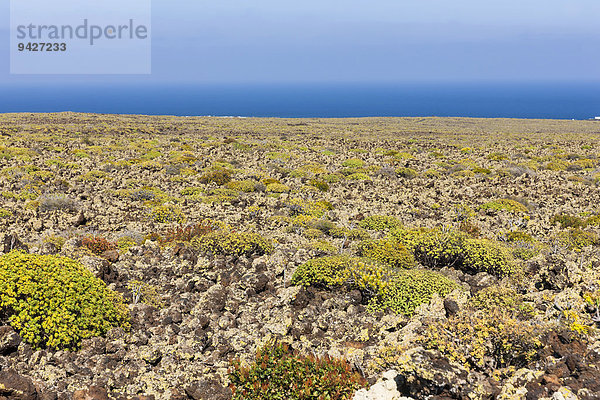 Malpaís de la Corona  Stricklava  Lavafeld vom Vulkan Corona mit Moosen und Flechten bewachsen  Arrieta  Caleta de Sebo  La Graciosa  Kanarische Inseln  Spanien