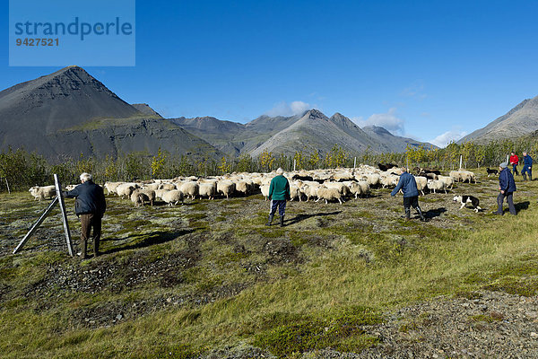 Schafe werden zusammengetrieben  Schafabtrieb  bei Höfn  Island