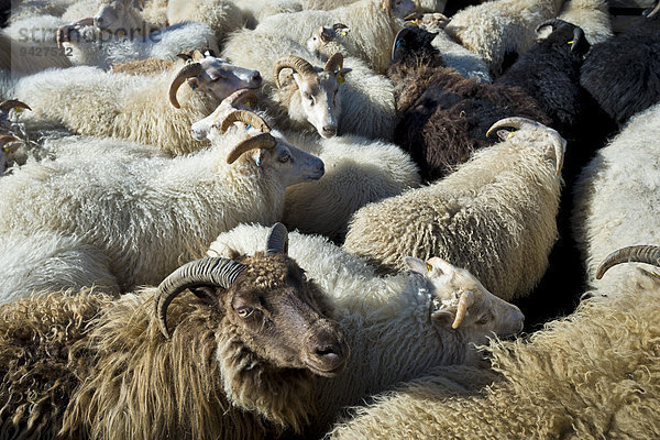Schafe im Pferch  Schafabtrieb  bei Höfn  Island