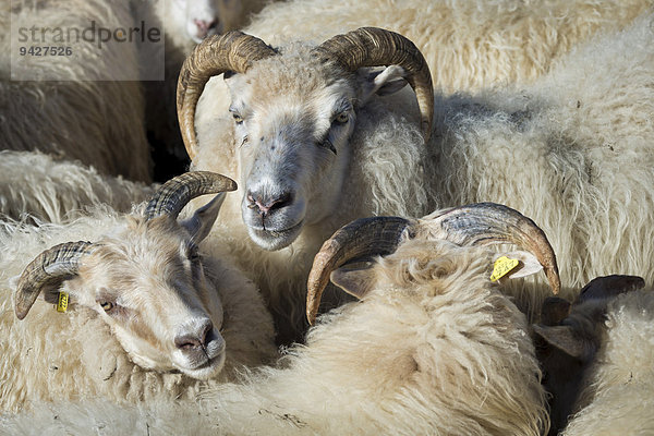 Schafe im Pferch  Schafabtrieb  bei Höfn  Island