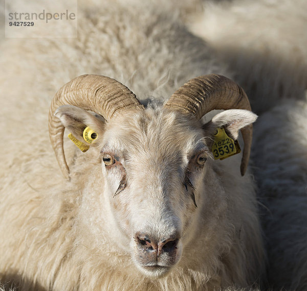 Schaf mit Markierungen in den Ohren  Schafabtrieb  bei Höfn  Island