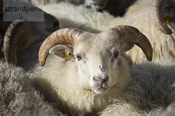 Schaf mit Markierung im Ohr  Schafabtrieb  bei Höfn  Island