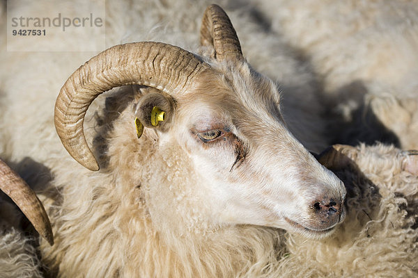 Schaf mit Markierung im Ohr  Schafabtrieb  bei Höfn  Island