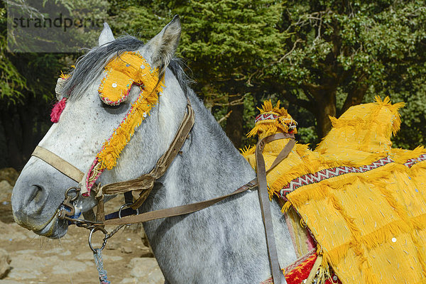 Reinrassiges Pferd  Araber  mit Ornamenten und Schmuck  Nationalpark Ifrane  Marokko