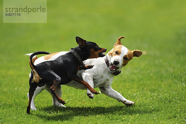 Zwei Hunde raufen miteinander  Österreich