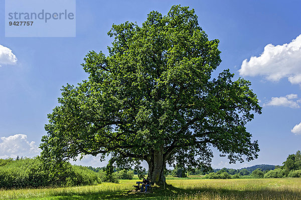 Eiche (Quercus)  sogenannte Mozarteiche  am Klostersee Seeon  Seeon-Seebruck  Chiemgau  Oberbayern  Bayern  Deutschland
