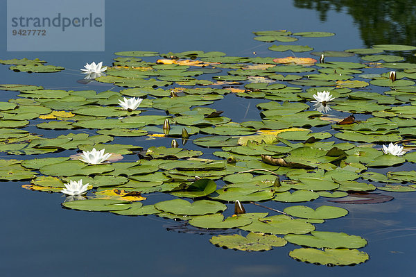 Weiße Seerosen (Nymphaea alba)  Klostersee Seeon  Seeon-Seebruck  Chiemgau  Oberbayern  Bayern  Deutschland