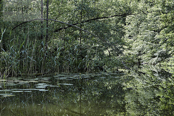 Havel  Mecklenburg-Vorpommern  Deutschland