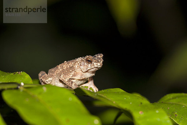 Malayische Zwergkröte (Ingerophrynus diver)  Kinabatangan  Sabah  Borneo  Malaysia