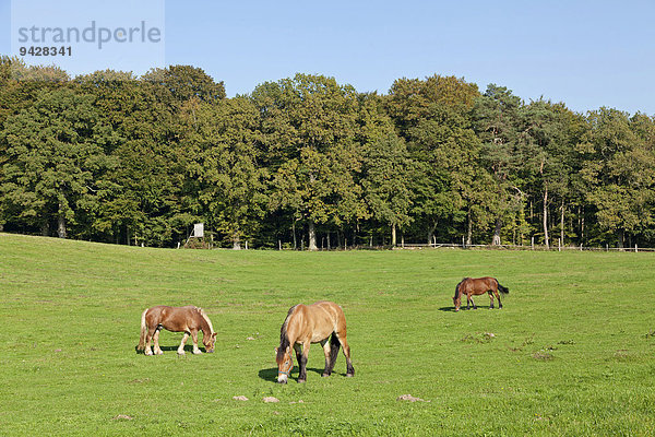Pferde auf einer Weide bei Binz  Insel Rügen  Mecklenburg-Vorpommern  Deutschland