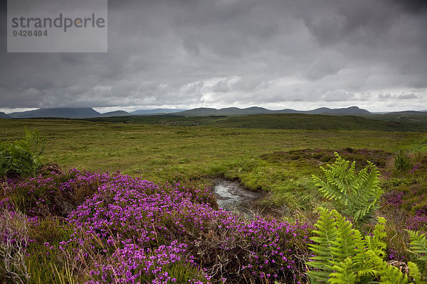 Moorlandschaft im Norden von Schottland  Großbritannien  Europa