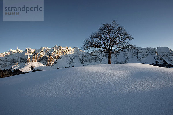 Säntis  Winterlandschaft im Alpstein mit Neuschnee  Appenzell  Schweiz  Europa