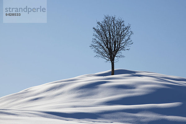 Einzelner Baum  Winterlandschaft im Alpstein mit Neuschnee  Appenzell  Schweiz  Europa