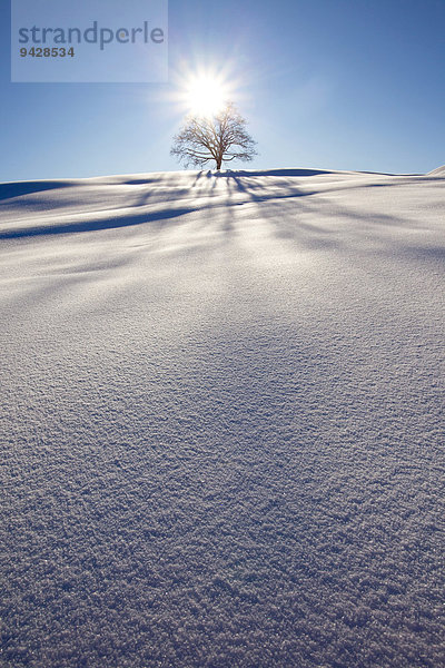 Einzelner Baum  Winterlandschaft im Alpstein mit Neuschnee  Appenzell  Schweiz  Europa