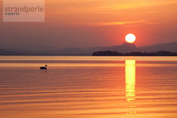 Einsamer Schwan bei Sonnenuntergang am Bodensee mit Blick in das Hegau  Hegne  Baden-Württemberg  Deutschland  Europa