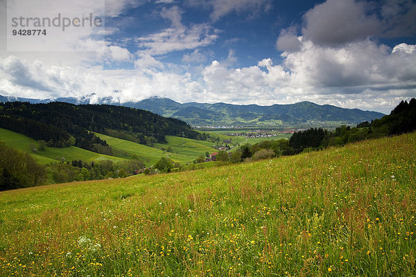 Schwarzwaldwiese im Frühling mit Blick in das Dreisamtal  Schwarzwald  Baden-Württemberg  Deutschland  Europa