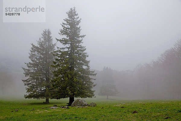 Nebelstimmung auf dem Kandel im Frühling  Schwarzwald  Baden-Württemberg  Deutschland  Europa