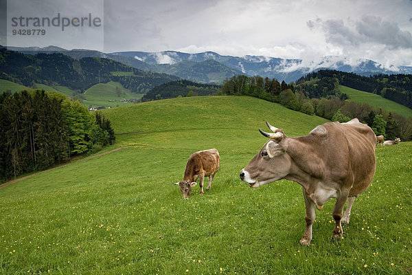 Wolkenstimmung mit Kühen im Frühling bei Kirchzarten im Schwarzwald  Baden-Württemberg  Deutschland  Europa