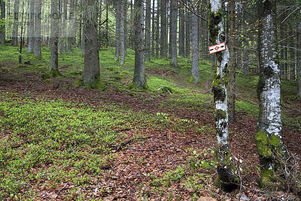 Wanderschild im Wald vom Kandelhöhenweg bei St. Peter  Schwarzwald  Baden-Württemberg  Deutschland  Europa