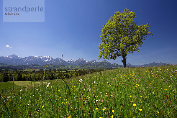 Blumenwiese mit Eiche im Allgäu bei Füssen  Bayern  Deutschland  Europa
