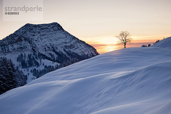 Abendstimmung im Winter mit Baum und Stockberg im Alpstein  Schweizer Alpen  Schweiz  Europa