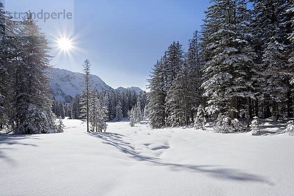 Winterlandschaft bei der Schwägalp im Alpstein  Schweizer Alpen  Schweiz  Europa