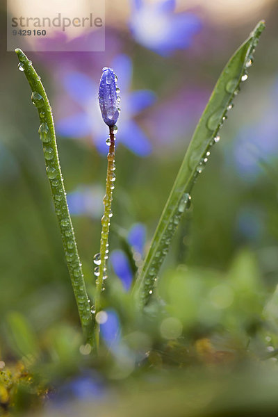 Zweiblättriger Blaustern (Scilla bifolia) mit Tropfen  Nahaufnahme