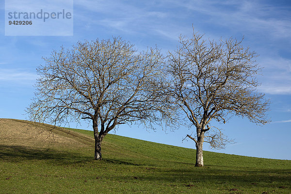 Kahle Bäume im Vorfrühling am Bodensee bei Dettingen  Baden-Württemberg  Deutschland  Europa
