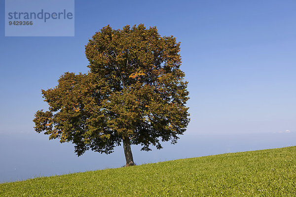 Einsamer Baum auf dem Rorschacherberg am Bodensee  Schweiz  Europa