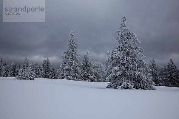 Verschneite Tannen auf dem Kandel im Schwarzwald bei Freiburg  Baden-Württemberg  Deutschland  Europa  ÖffentlicherGrund