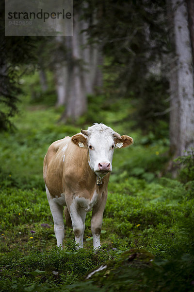 Kuh in einem Wald  Ehrwald  Österreich  Europa