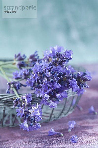 Lavendelblüten in einem Drahtkorb