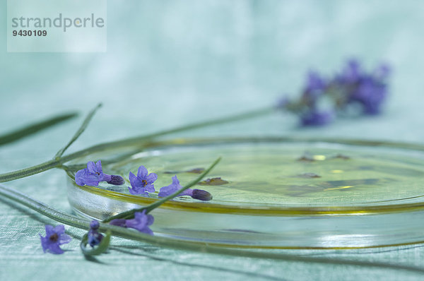 Lavendelblüten und Lavendelöl in einer Glasschale